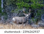 Small photo of Mule deer (Odocoileus hemionus) buck standing broadside in Grand Teton National Park during fall