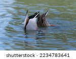 Male And Female Mallard Ducks ...