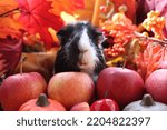 Small photo of Cute and fluffy guinea pig with red apples, Mabon Sabbath altar, Autumn Bakcground