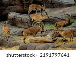 Small photo of Discover the amazing diversity of indigenous wildlife found on the Arabian Peninsula at Sharjah Arabia's Wildlife Centre. The whole family will be amazed at the sight of wildcats, gazelles, Nubian ibe