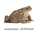 Small photo of Hoptoad isolated on white background