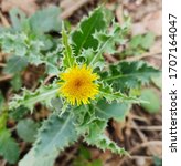 Small photo of Sonchus asper, the prickly sow-thistle, rough milk thistle, spiny sowthistle, sharp-fringed sow thistle, or spiny-leaved sow thistle