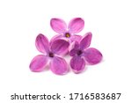 Purple Lilac Flower Closeup...