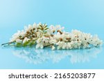 Small photo of A branch of flowering acacia against the blue background. Beautiful white acacia. White acacia flowers are a strong honey plant.