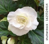 White Flower Of A Begonia Plant