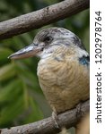 Blue Winged Kookaburra  Dacelo...