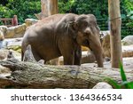 Asian Elephant Eating At...