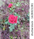 Small photo of Red Rose make outclass beauty