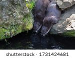Aonyx Cinereus   Small Otter  ...