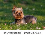 A beautiful dog, the Little Yorkshire Terrier lies in the low spring grass and looks upwards. Beautiful light.