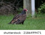 Turkey Vulture  Cathartes Aura  ...