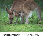 A Mother Kangaroo And Her...