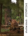 Small photo of Kangaroo and Wallabee (Baby kangaroo) in the forest looking straight to the camera, jumping around in between trees and branches, Kangaroos in the woods in spring