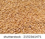 Small photo of Toor dal, is known as tur daal, yellow lentils split peas, toor, dal, daal, indian split pigeon peas, arhar dal, tuvar dal, split peas, Yellow lentils, daal tadka, indian pulses, seeds protein food