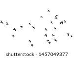 Flocks of flying pigeons...