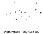 Flocks of flying pigeons...