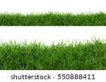 Grass isolated on white...
