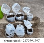 Small photo of Outdoor winter seed sowing using plastic jugs as little greenhouses allowing cold stratification and early seeds sprouting for strong Spring plants.