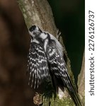 Female Downy Woodpecker On A...