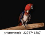 female red and blue captive eclectus parrot ( Eclectus roratus) sitting on a branch, the bird is missing many feathers due to severe feather plucking behaviour