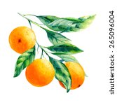 vector watercolor fruit orange... | Shutterstock .eps vector #265096004