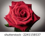 Red Rose Dew On Petals