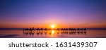 Sunset, Camels, Cable Beach, Broome, Western Australia, WA, Australia 