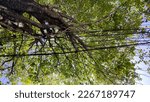 Selected focus. Shady tall trees and electrical installation cables that cross underneath