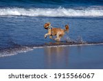 Small photo of Dog playing at the beach near the shore playing with a ball. water-loving pooch splashing through the rollicking waves