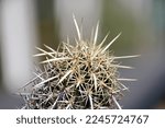 Small photo of A stenocereus eruca cactus in close up