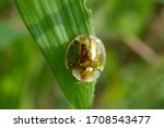 Aspidomorpha Miliaris  Golden...