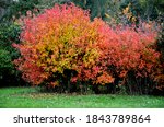 Small photo of Fiery maple Tatar maple It is naturally a multi-stemmed shrub with a broadly funnel-shaped crown, but it is also grown as a tree with one trunk. The deciduous leaves are trifoliate, conspicuously