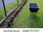 planting potted plants in a row along the fence. hornbeam seedlings on the edge of the lawn will form a hedge. the gardener lands in a row and takes him to the wheelbarrow