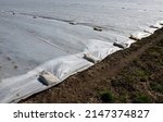 Small photo of growing strawberries on the farm in the field. double rows of growing seedlings are covered with white nonwoven fabric as protection against spring frosts. loaded edges of sandbags against the wind