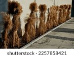 Small photo of ornamental grasses tied together in a sheaf. protection against snow and rain, which harms ornamental garden grasses. tied with string together boils a fountain of dry yellow flowers in the sun shine