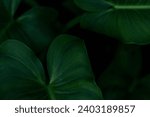 Large green leaves background....