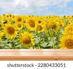 Empty wooden table on sunflower field background. Ready for product montage. Mockup. .Copy space.