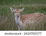 A close up of a young fallow deer buck called a pricket. Standing in long grass and looking forward.