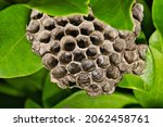 Small photo of Paper Wasp (Polistes fuscatus) vespiary nest concealed in green garden shrubbery.