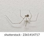 Daddy long legs spider (Crossopriza lyoni) in a web with a white wall background. Common cellar spider of the Pholcidae family found worldwide.