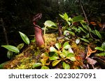 Pitcher Plant  Nepenthes Lowii  ...