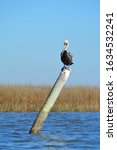 Small photo of Pelican near Point of Pines, Pascagoula, MS.