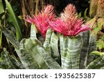 Aechmea image - Free stock photo - Public Domain photo - CC0 Images