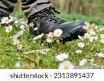 Small photo of Human foot in mountain shoe tramples white daisies flowers on green field. Environment issue, fragility concept, save the planet.