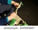 Small photo of Hands of elderly woman gardener cleaning mangold harvested in her vegetable garden. Fresh organic swiss chard in hands.