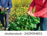 Small photo of Two womans gardener harvesting mangold in her vegetable garden. Farmers holding fresh organic swiss chard in hands.