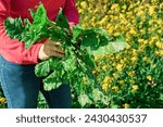 Small photo of Woman gardener harvesting mangold in her vegetable garden. Farmer holding fresh organic swiss chard in hands.