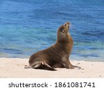 Seal At The Galapagos Islands...