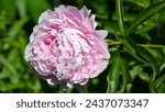 Small photo of Pink Flower "Blushing Beauties: Delving into the Enchanting World of Pink Flowers, Where Elegance Blooms and Serenity Flourishes"