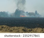 Small photo of A row of grass on fire spewing orange and golden flames towards and into a large tree, surrounded by a smoke filled sky smothering partially burnt trees and black ash landscape